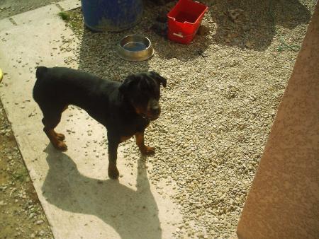Ma chienne